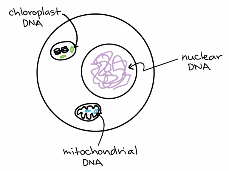 Mitochondria and Chloroplasts: Ancient Bacteria Inside Cells