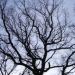 The Koch Curve: When Math Meets the Infinite Beauty of Nature