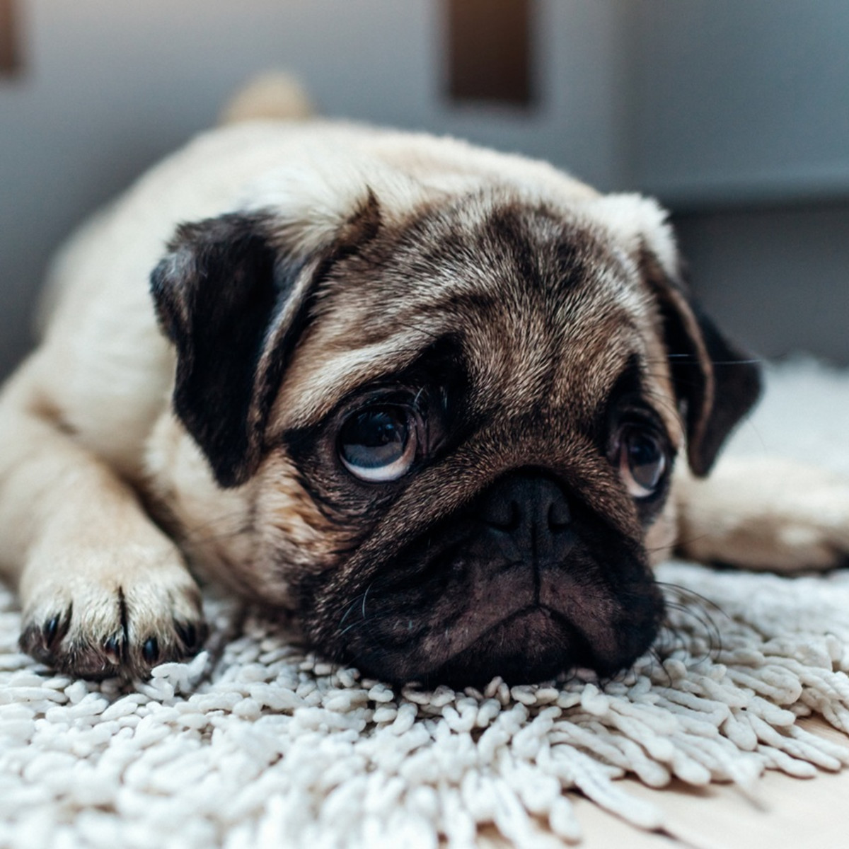 A choice paralysis aka “Learned helplessnes” and what it causes in long-term